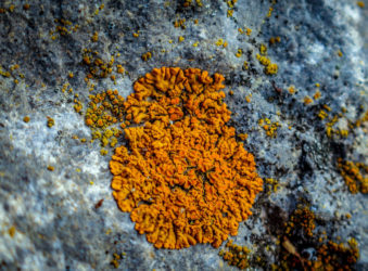 Flat and \"crusty,\" these can grow on rocks, bricks, even on abandoned cars.