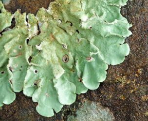 Leafy is appearance. There are several foliose species around the OSU Corvallis campus.