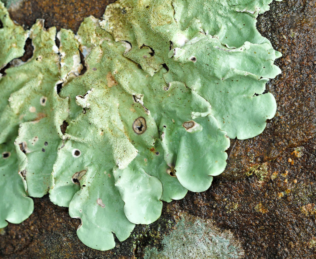 Leafy is appearance.  There are several foliose species around the OSU Corvallis campus.