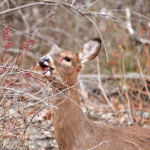 fruitdeer