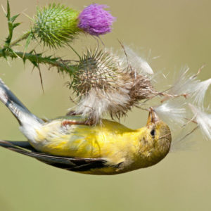 seedbird