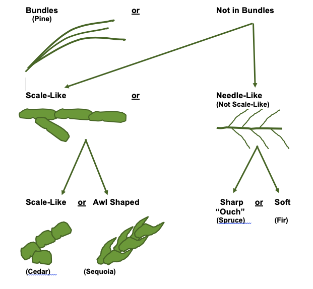 2p1 Conifers