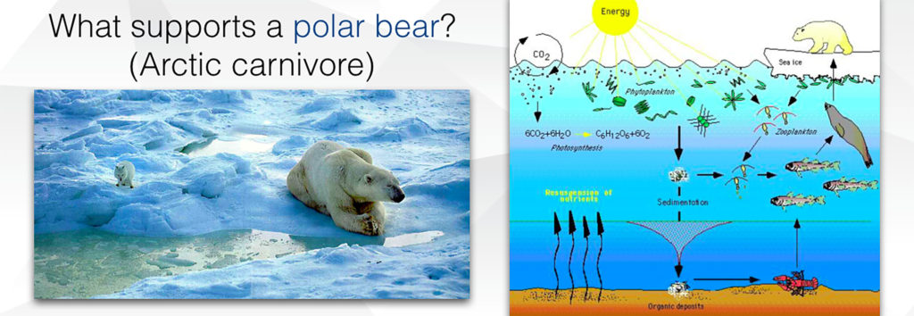2b1 Polar & Tundra