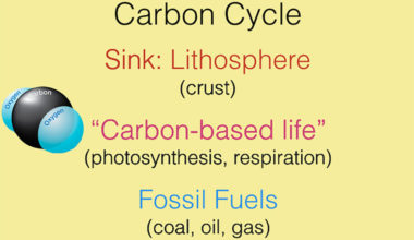 carboncycle