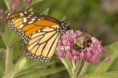 Competition between different species.  Both the bee and the butterfly need nectar.