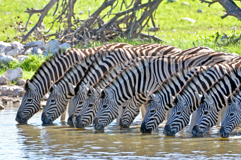 Competition within a species: these zebra all need water from the watering hole.