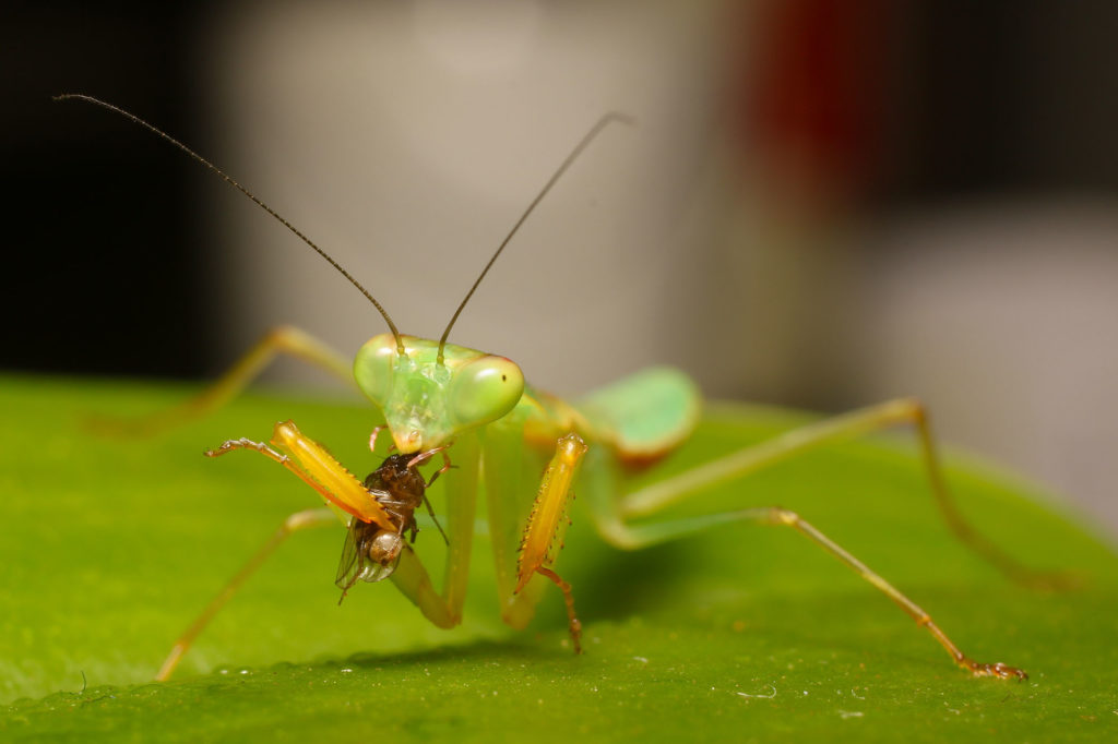 comprayingmantis