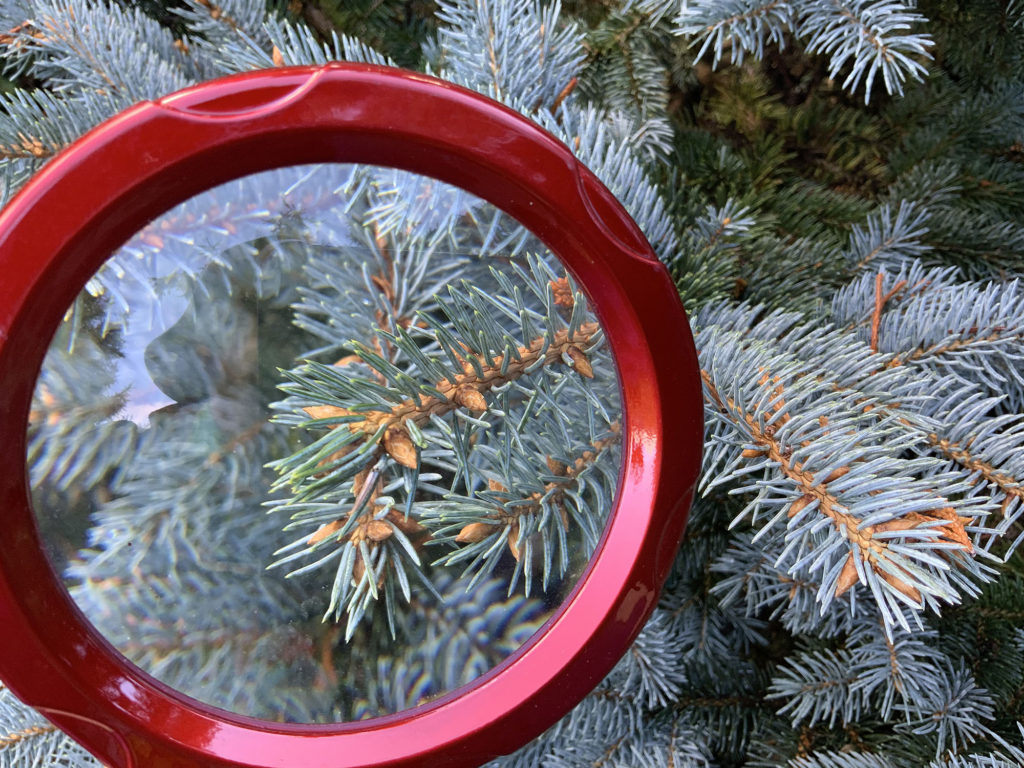 conifer blue spruce 1