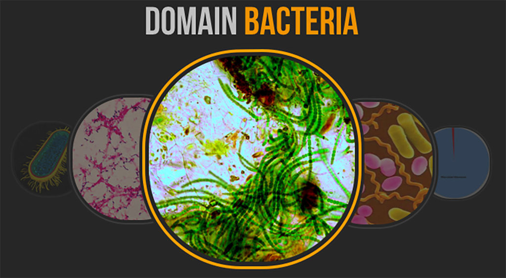 What is the group of bacteria we have met that photosynthesize and can be found in lichens and Azolla ferns?