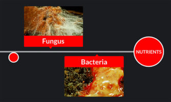 Fungi and some bacterial species are _____ that can break the organic matter down into nutrient form, that can be reutilized by producers.