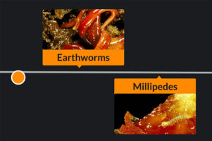 What do we call the organisms that consume detritus, breaking it down into organic matter?