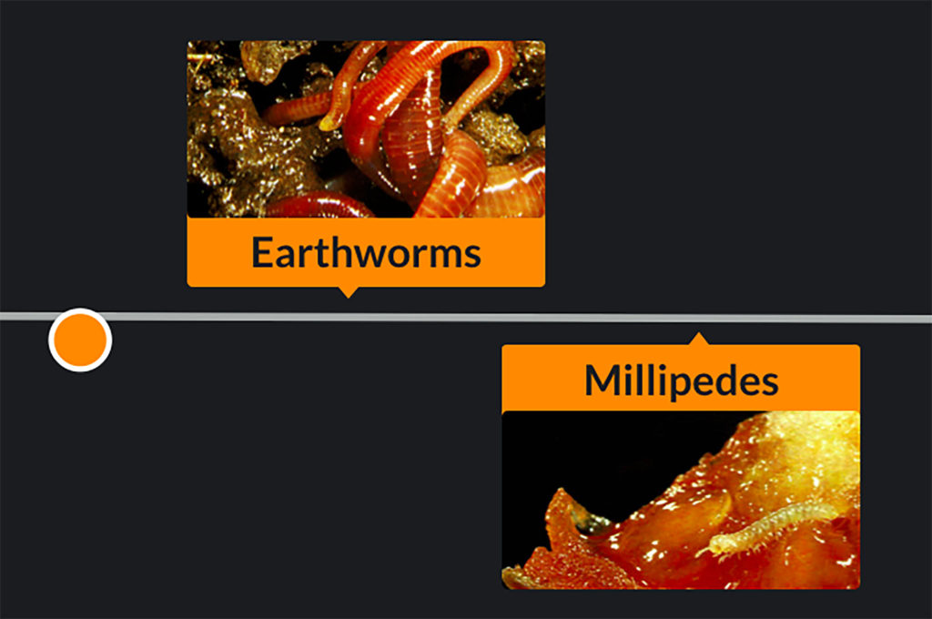 What do we call the organisms that consume detritus, breaking it down into organic matter?