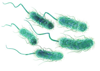 One species can live inside of another species.  Escherischia coli (E. coli) live inside of human intestines and provide a form of vitamin K while we are a place they can live.  They are our endomutalists.