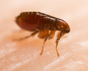 One species lives on the surface of another species\' body.  Flea are ectoparasites of many mammals, including humans.  They can live for periods of time on the surface of our skin.