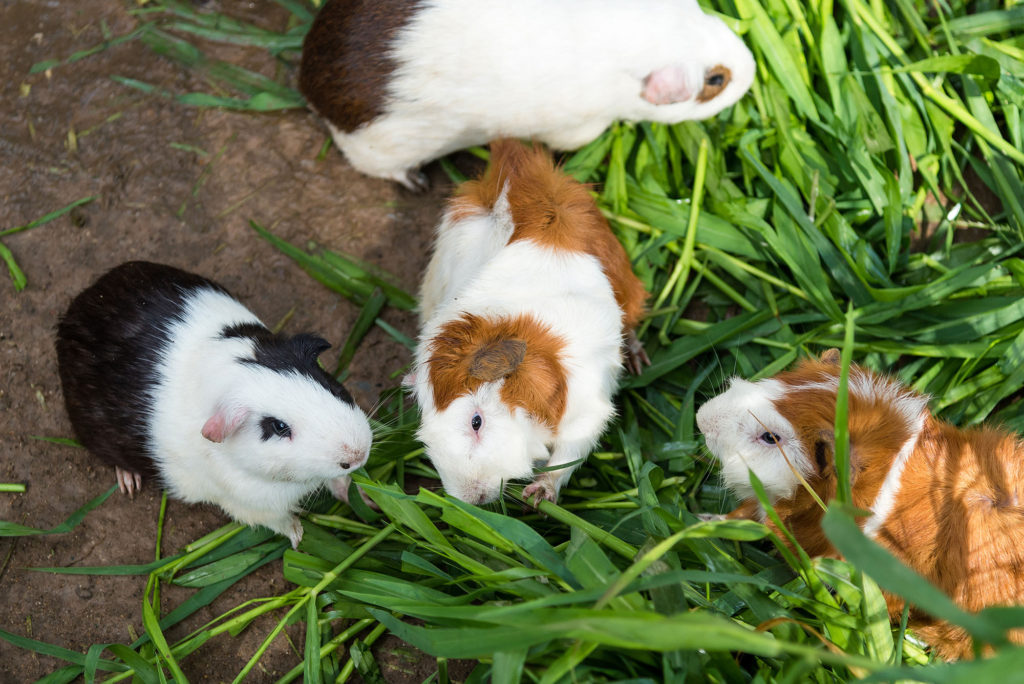 grass guinea pigs