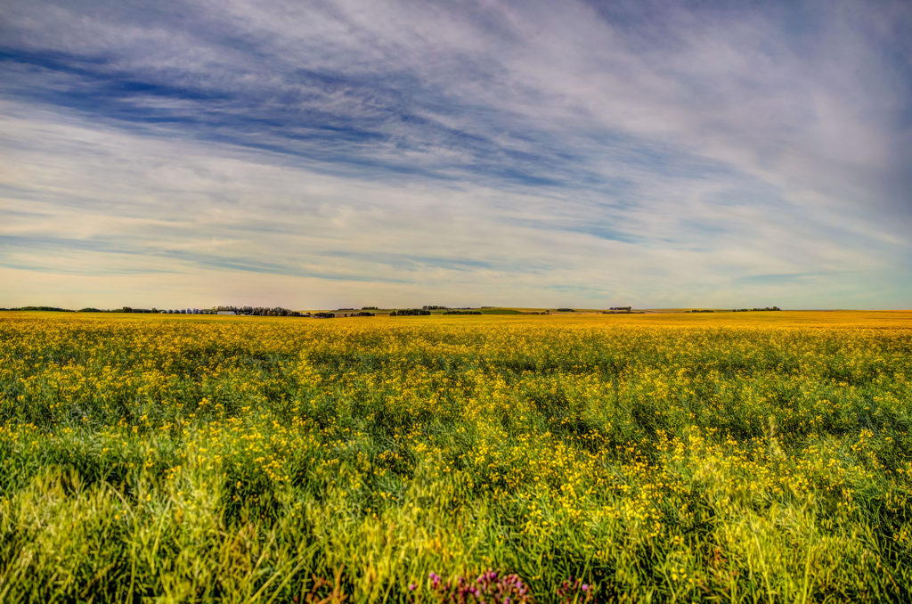grassland meadow