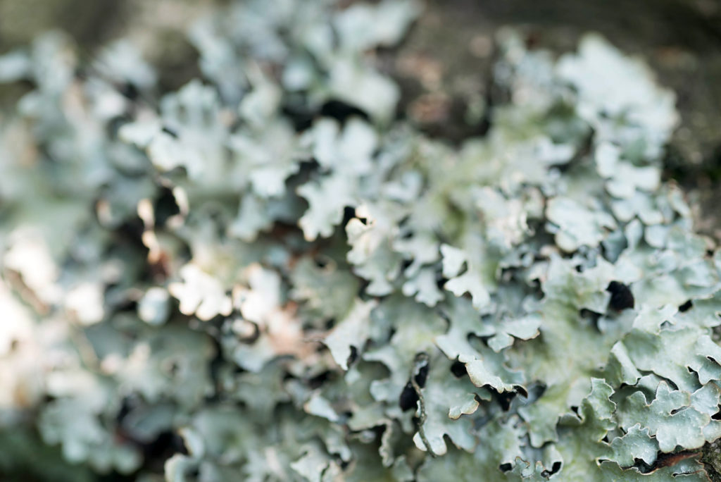 Both species in the interaction benefit.  Lichens are typically an example of mutualism: the algae or cyanobacteria have a place to live and the fungus receives nutrients.