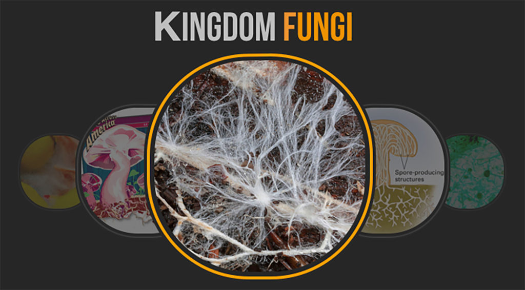 The hair-like structures that make up the body (mycelium) of a fungus are called _____.