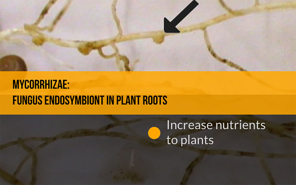 The relationship between the fungus and the plant root it live inside is most likely _____ endosymbiosis.