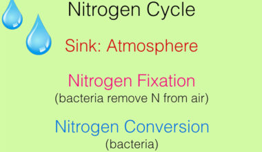 nitrogencycle