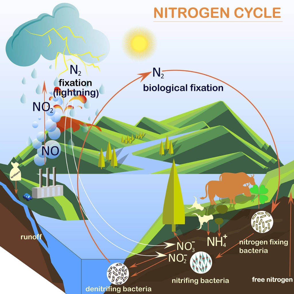 nutnitrogencycle