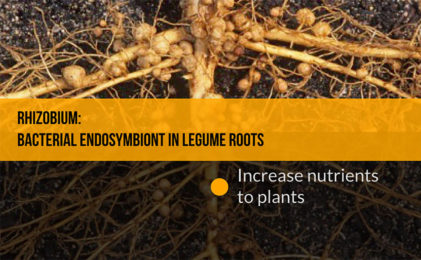 The relationship between the bacteria and the plant root it lives inside of is most likely _____.