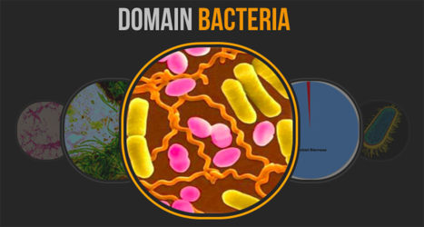 Bacteria generally have three basic shapes.  What are they?