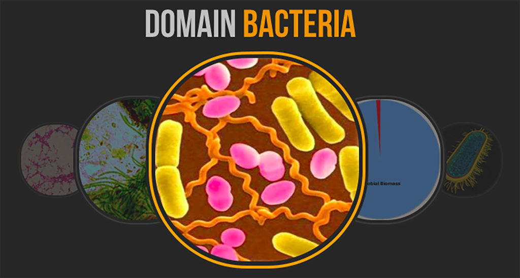 Bacteria generally have three basic shapes.  What are they?