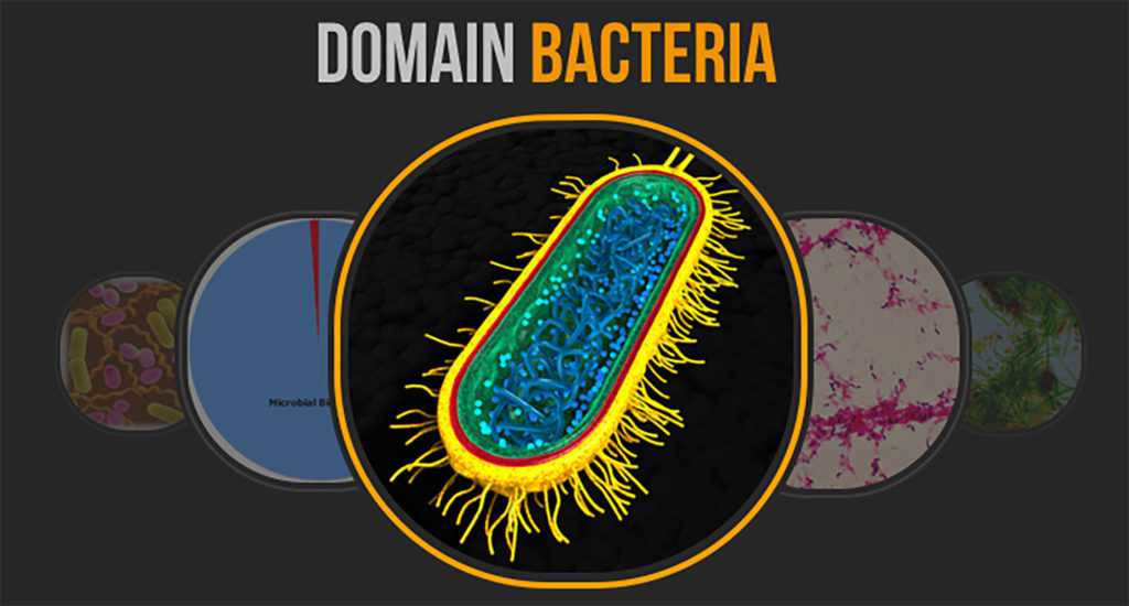 A bacterium (individual bacteria) is made up of only _____ cell.
