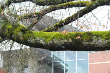 One species benefits, the other does not appear to be impacted.  Moss growing on tree limbs get access to sunlight, but the trees can grow and reproduce as well without them.