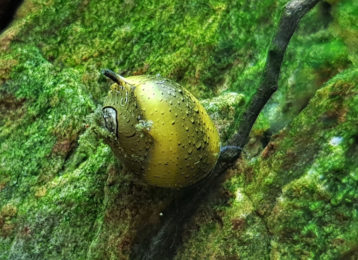 snail