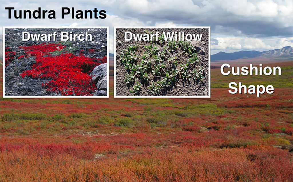 tundra plants