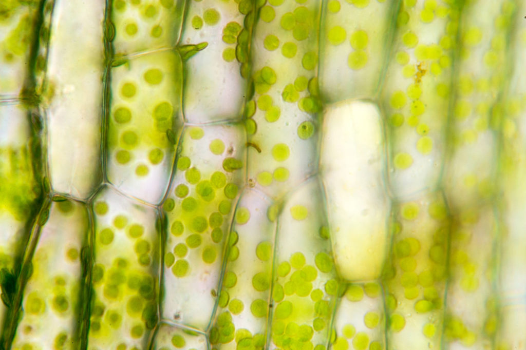 vegchloroplasts