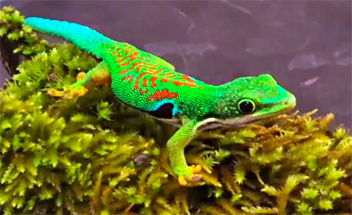 Peacock Day Gecko