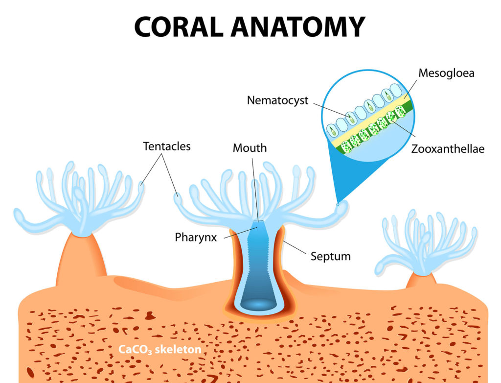 coral anatomy