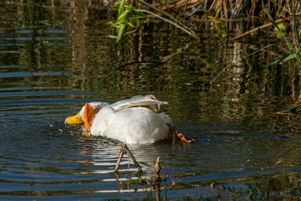 duck butt