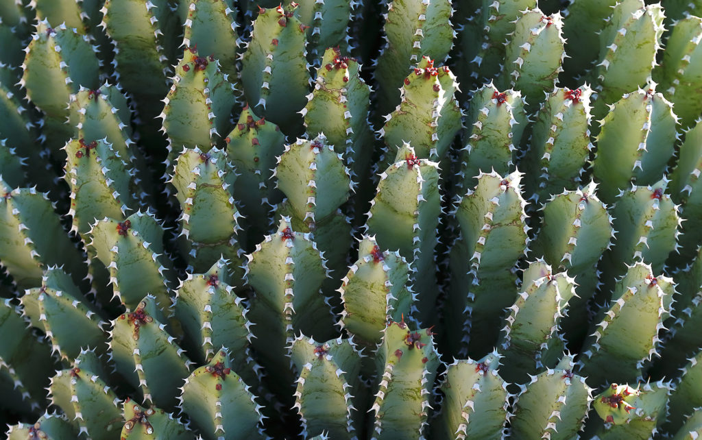 euphorbia