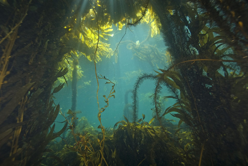 kelp world