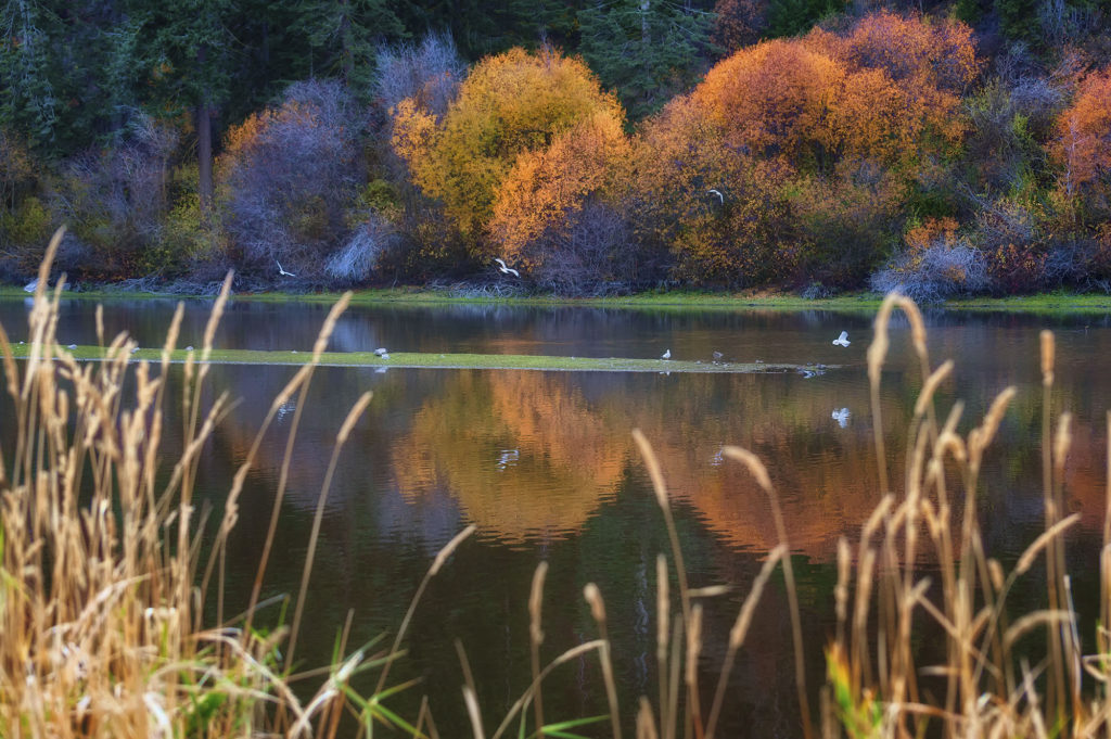 lake autumn