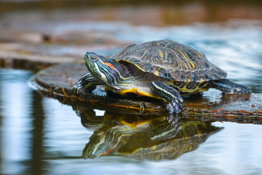 pond turtle