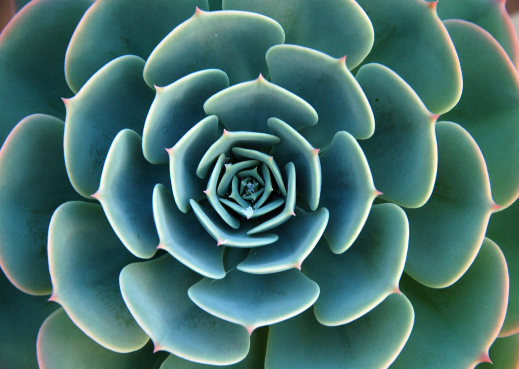 succulent rosette