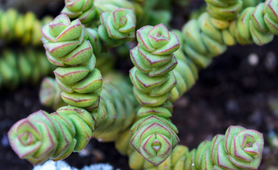 Stacked leaves reduce exposure to elements.