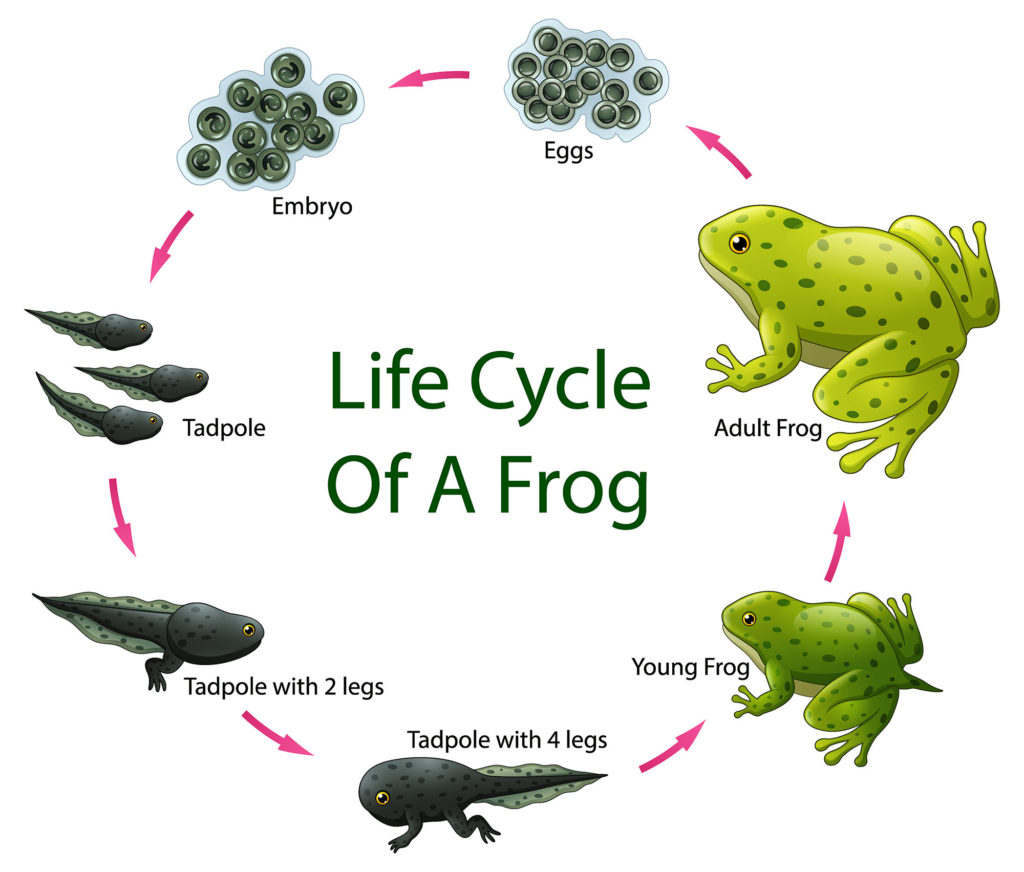 l frog life