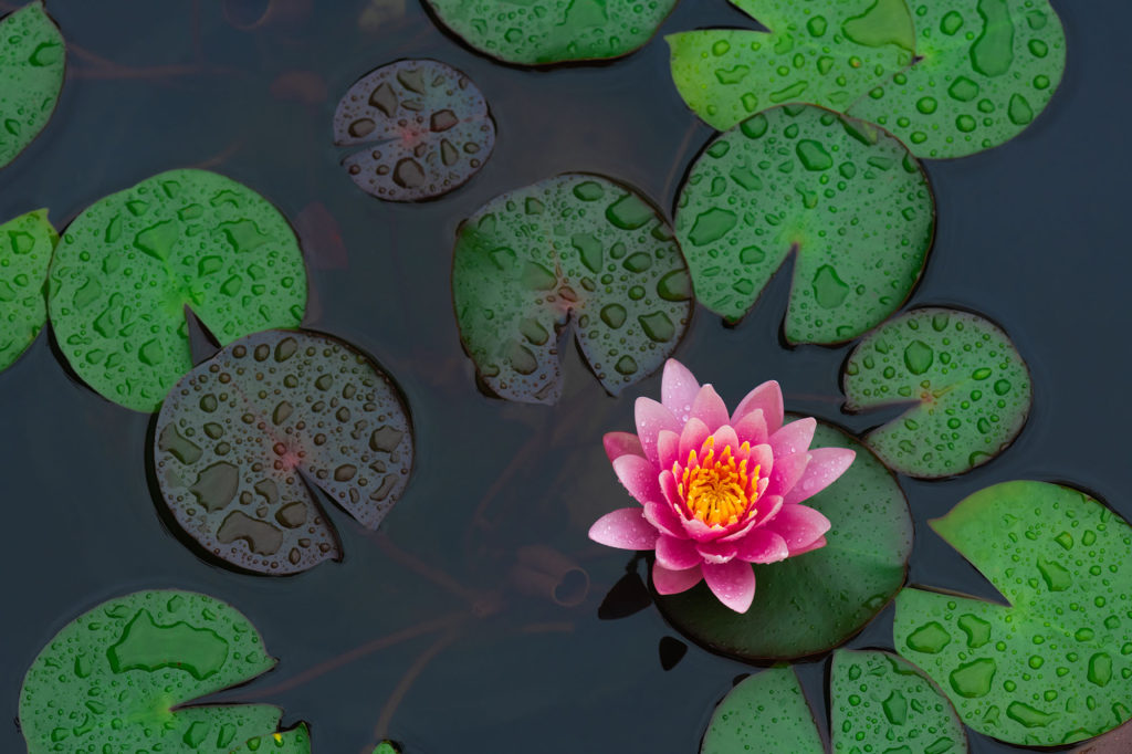 l water lily