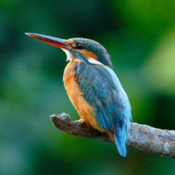 Descendants of reptiles, feathers and flight.