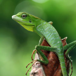 Descendants of amphibians, shelled eggs stay moist on land. Fully terrestrial.