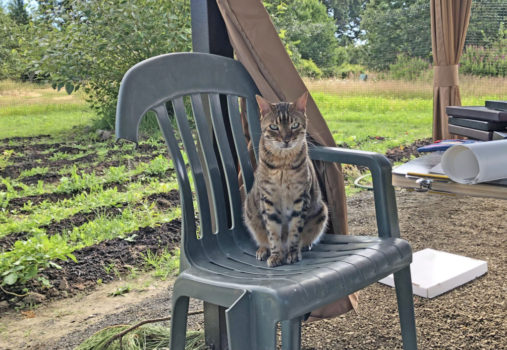 Tanji and Uschi are brothers, but they are incredibly different in appearance and behavior. Tanji is the "responsible" one; always keeping an eye on us.