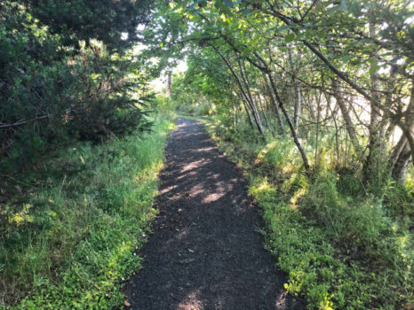 sunlit trail